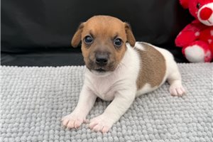 Lakyn - Jack Russell Terrier for sale