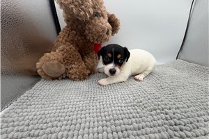 Finn - Jack Russell Terrier for sale
