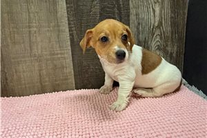 Zulu - Jack Russell Terrier for sale
