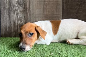 Zippy - Jack Russell Terrier for sale