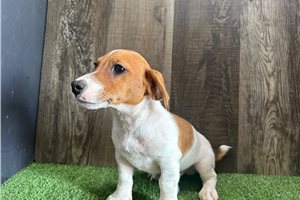 Zane - Jack Russell Terrier for sale