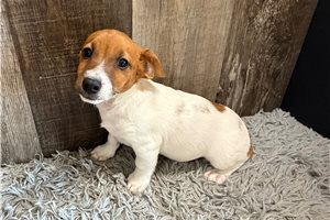 Fanny - puppy for sale