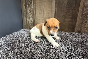 Zulu - Jack Russell Terrier for sale