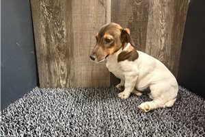 Lester - Jack Russell Terrier for sale