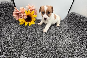 Dixie - Jack Russell Terrier for sale