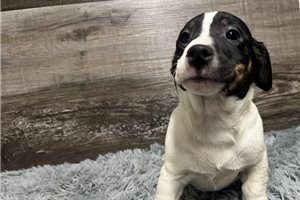Titan - Jack Russell Terrier for sale
