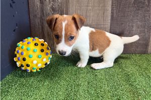 Damon - Jack Russell Terrier for sale