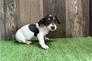 Fiona - Jack Russell Terrier for sale