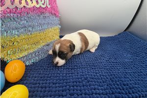 Dana - Jack Russell Terrier for sale