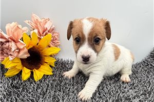 Dixie - Jack Russell Terrier for sale