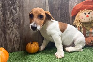 Zippy - Jack Russell Terrier for sale