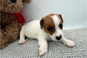 Freya - Jack Russell Terrier for sale