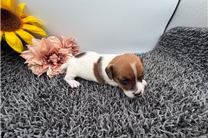 Flora - Jack Russell Terrier for sale