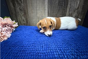 Zane - Jack Russell Terrier for sale