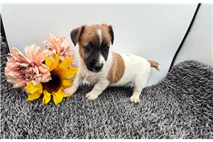 Dana - Jack Russell Terrier for sale