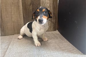 Fiona - Jack Russell Terrier for sale