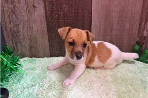 Larry - puppy for sale