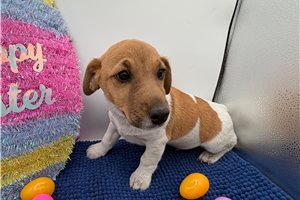 Larry - Jack Russell Terrier for sale