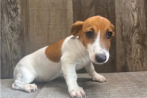 Fifi, a Jack Russell Terrier placed with a Pawrade family