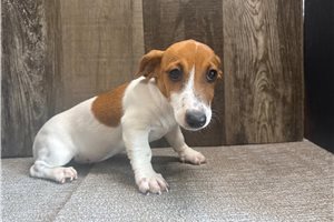 Fifi - Jack Russell Terrier for sale