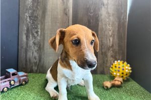 Lonnie - Jack Russell Terrier for sale