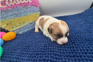 Dixie - Jack Russell Terrier for sale