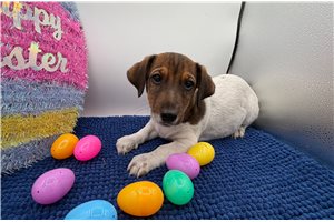 Lester - Jack Russell Terrier for sale