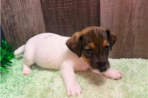 Lester - Jack Russell Terrier for sale