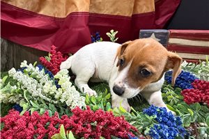 Fifi - Jack Russell Terrier for sale