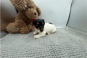 Fritz - Jack Russell Terrier for sale