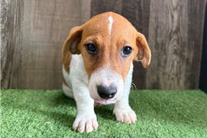 Zane - Jack Russell Terrier for sale