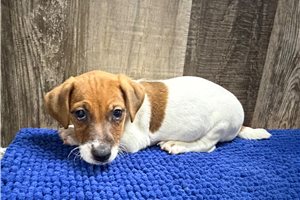 Zippy - Jack Russell Terrier for sale
