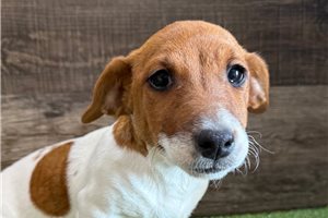 Flower - Jack Russell Terrier for sale