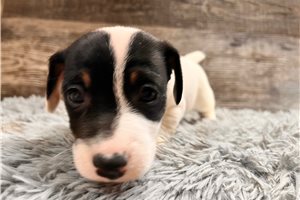 Benji - Jack Russell Terrier for sale