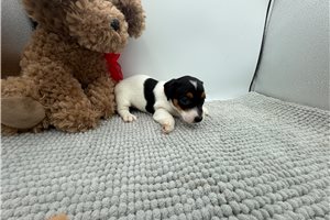 Fiona - Jack Russell Terrier for sale