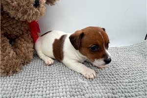 Flora - Jack Russell Terrier for sale