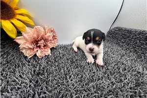 Finn - Jack Russell Terrier for sale