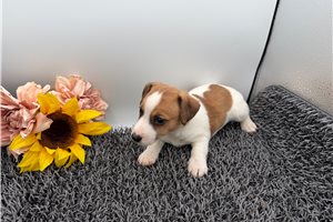 Dake - Jack Russell Terrier for sale