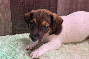 Lester - Jack Russell Terrier for sale