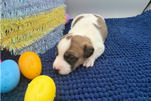 Dake - Jack Russell Terrier for sale