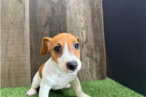 Fifi - Jack Russell Terrier for sale