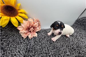 Fiona - Jack Russell Terrier for sale