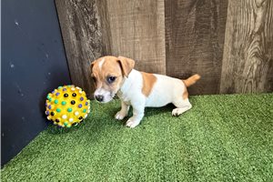 Dake - Jack Russell Terrier for sale