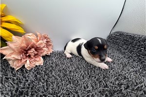 Fritz - Jack Russell Terrier for sale