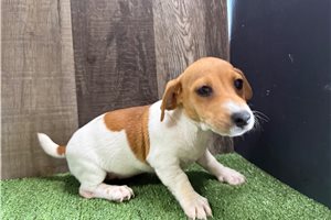 Zulu - Jack Russell Terrier for sale