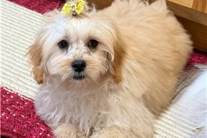 Bliss - Peekapoo for sale