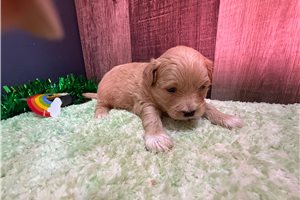 Gary - Peekapoo for sale