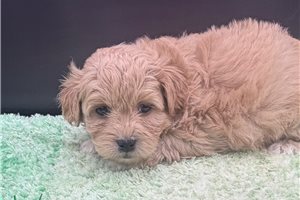 Gary - Peekapoo for sale