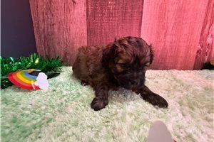 Gene - Peekapoo for sale