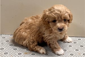 Gracie - puppy for sale